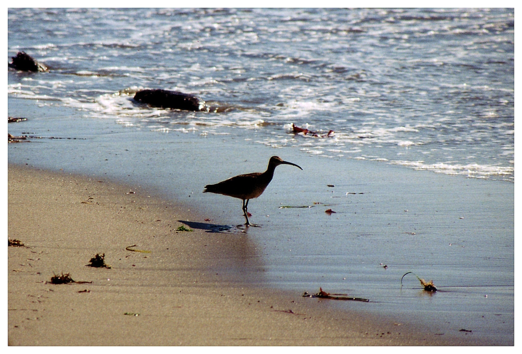 15 - Monterey Bay (9).jpg